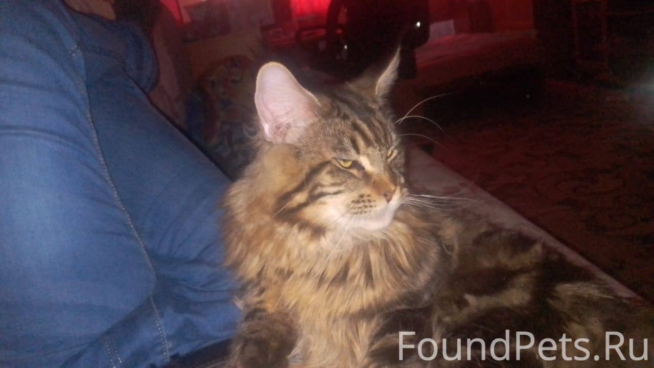 Пропал кот, мейнкун, мальчик, ...