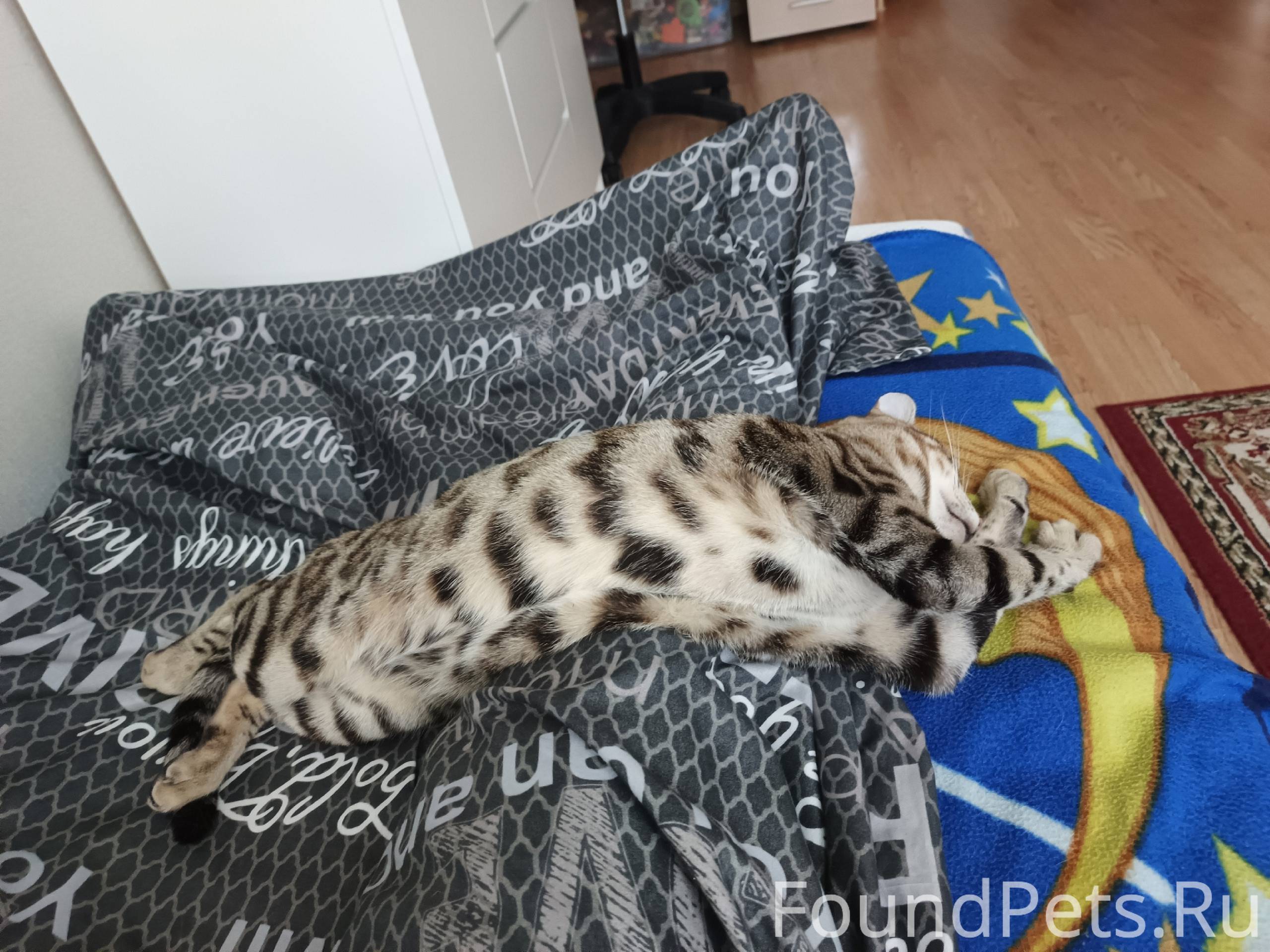 Пропал кот 23б, улизнул в двер...