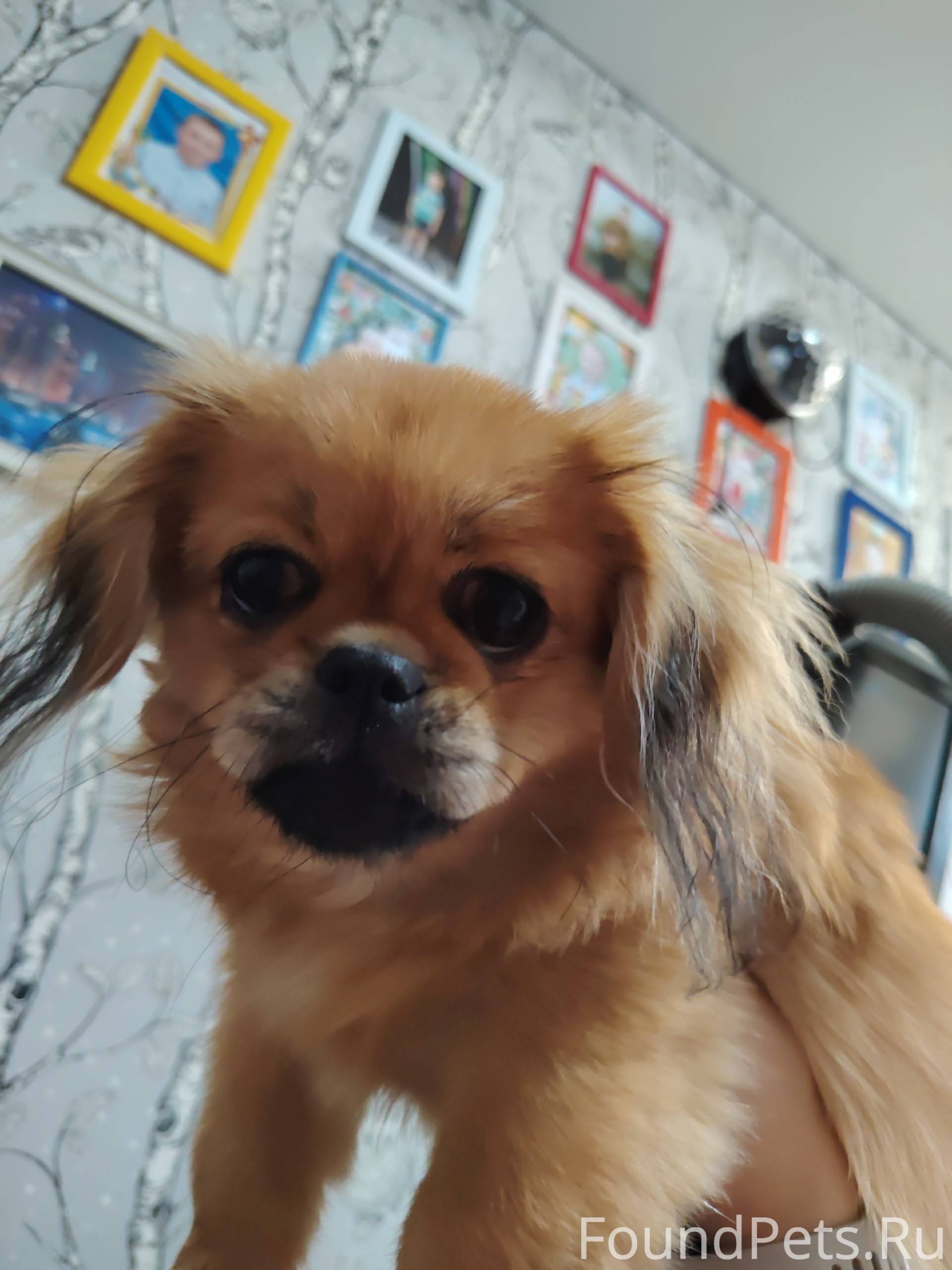 #найдено_животное_Шадринск Най...