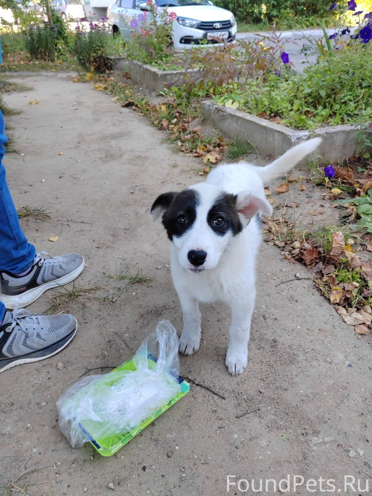 🆘️🆘️🆘️АДМИН ПРОПУСТИ СРОЧНО 🐶А...