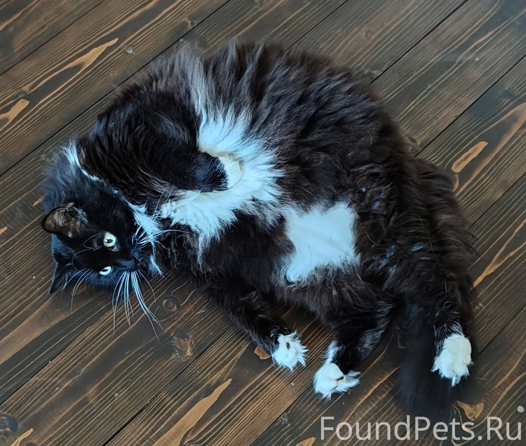 ИЩУТ КОТ мкрн ВЕНЮКОВО г. Чехо...