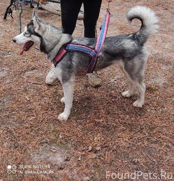 Пропала собака! Коряжма! Набер...