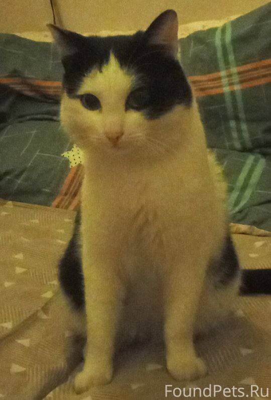 Пропал кот, полтора месяца наз...