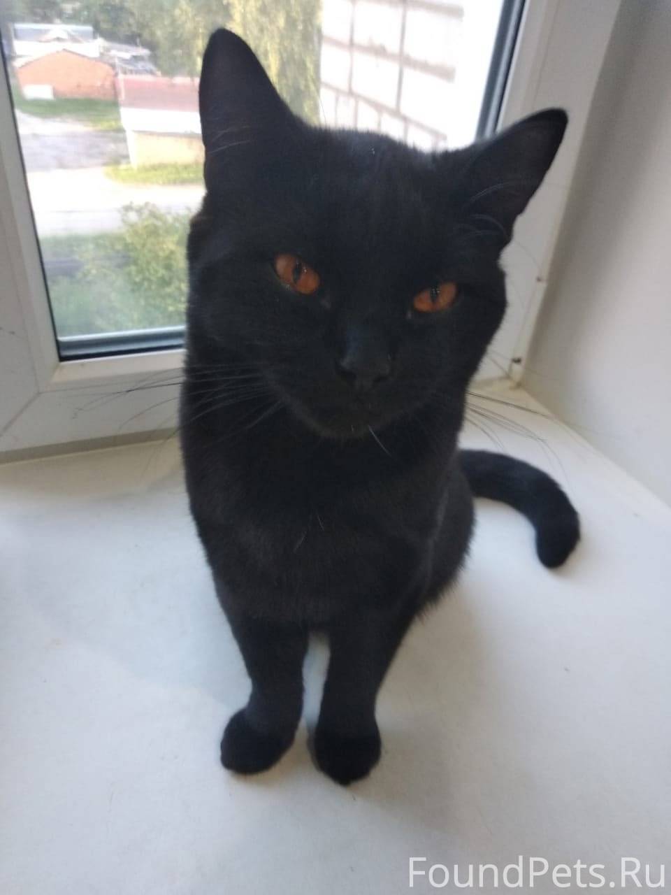 Пропал кот, Ингарь д. 6,кто...