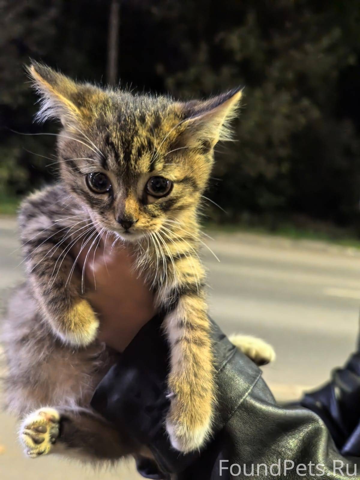 Срочно пристройство двух котят...