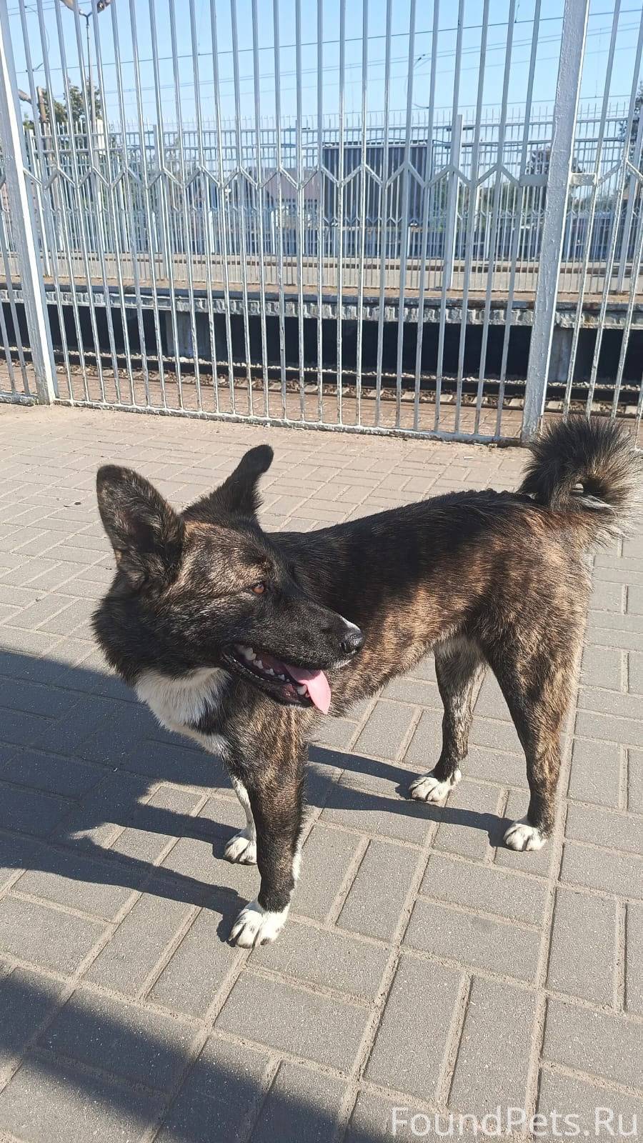 Пропала собака , кличка Милка!...