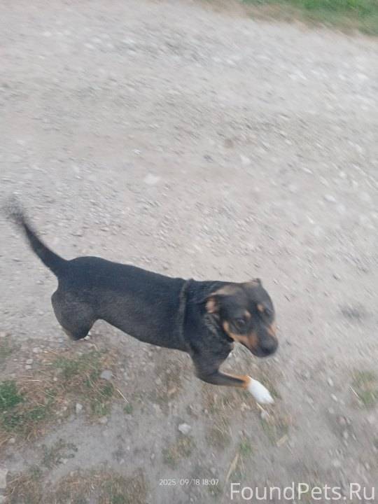 Отдам в хорошие руки. Прибился...