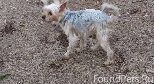 Лодейное Поле. Пропала собака....