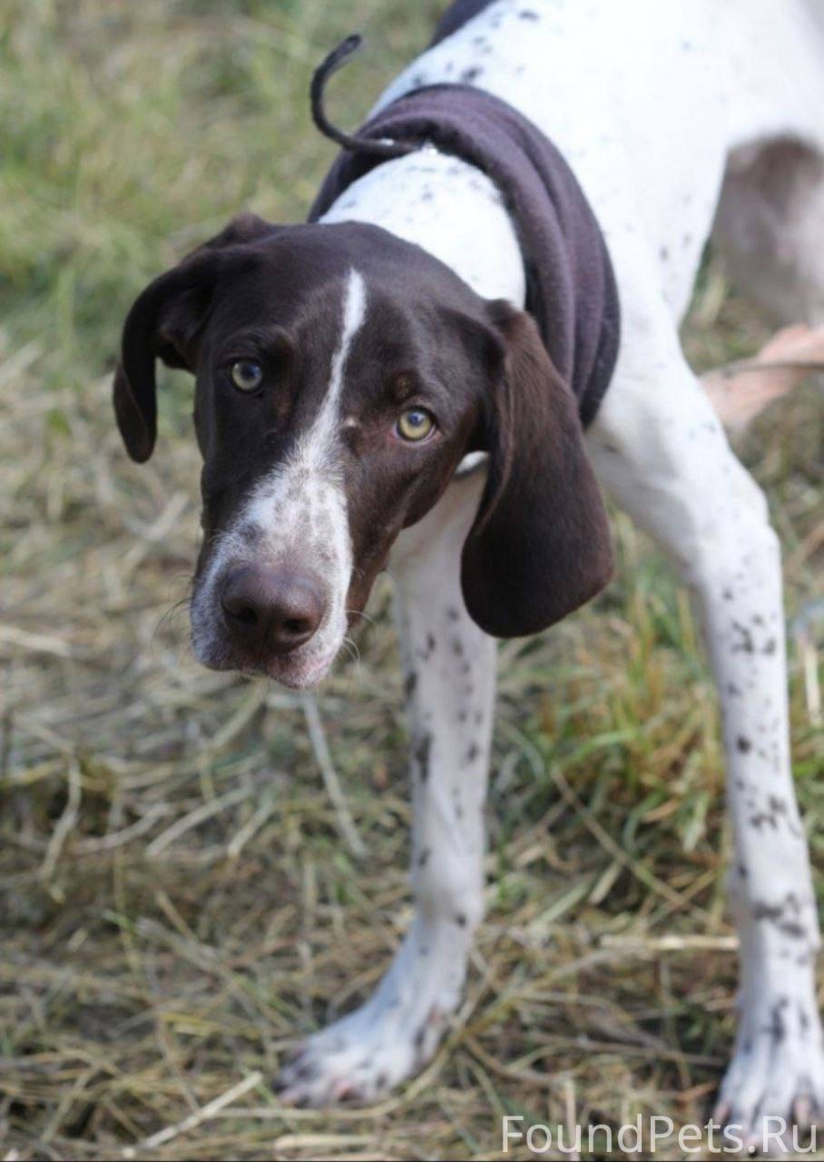 ❗ ПОТЕРЯЛАСЬ СОБАКА! 🐾 Ищем на...