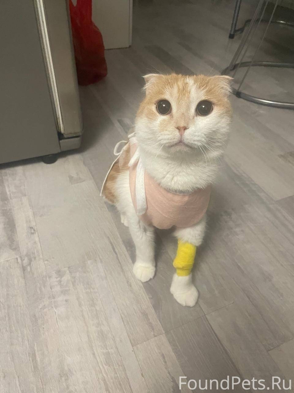 Пропал кот, по адресу ул. Моло...