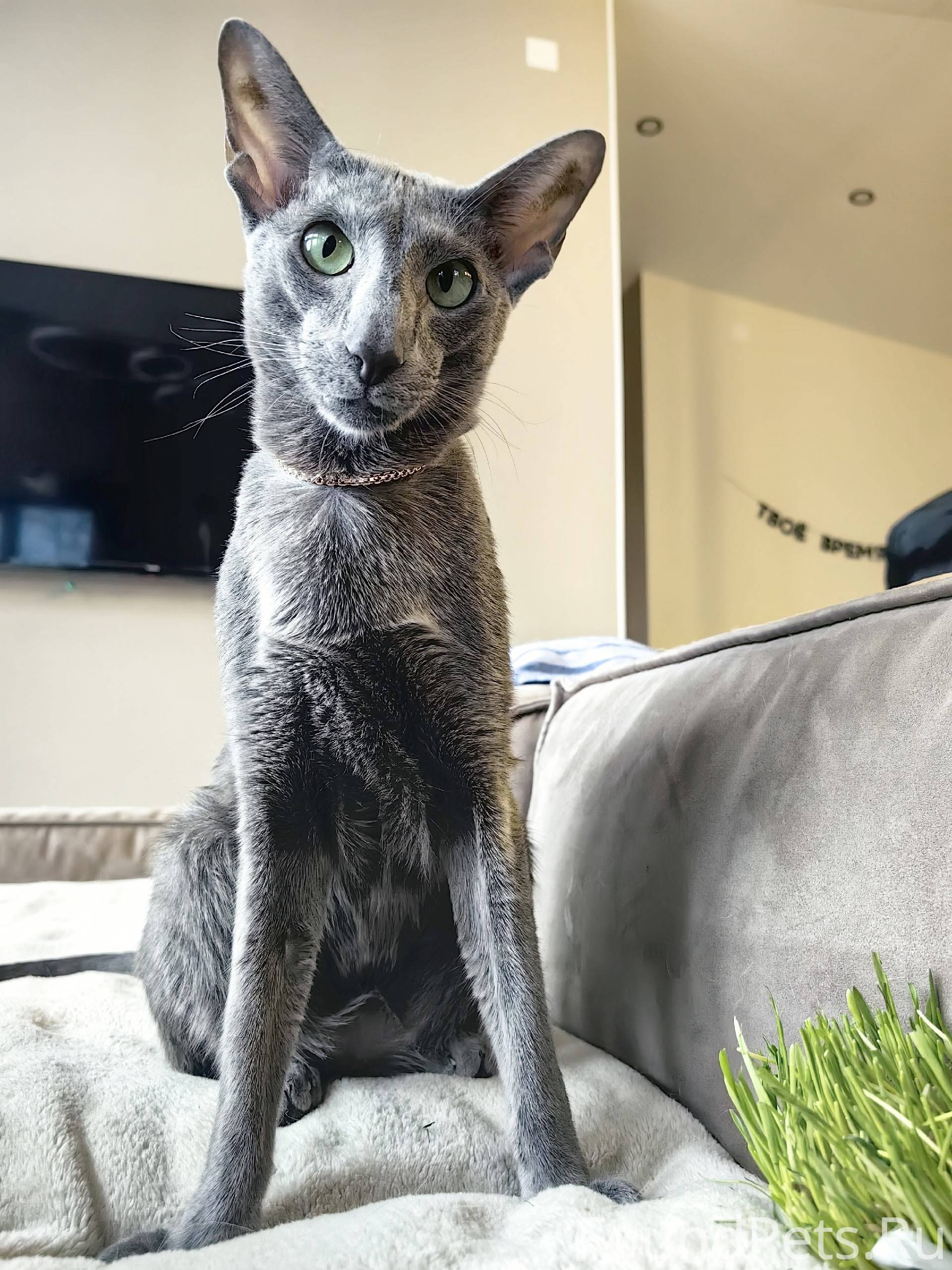 ⚠️ Пропал(а) кот 📍 Подольск...