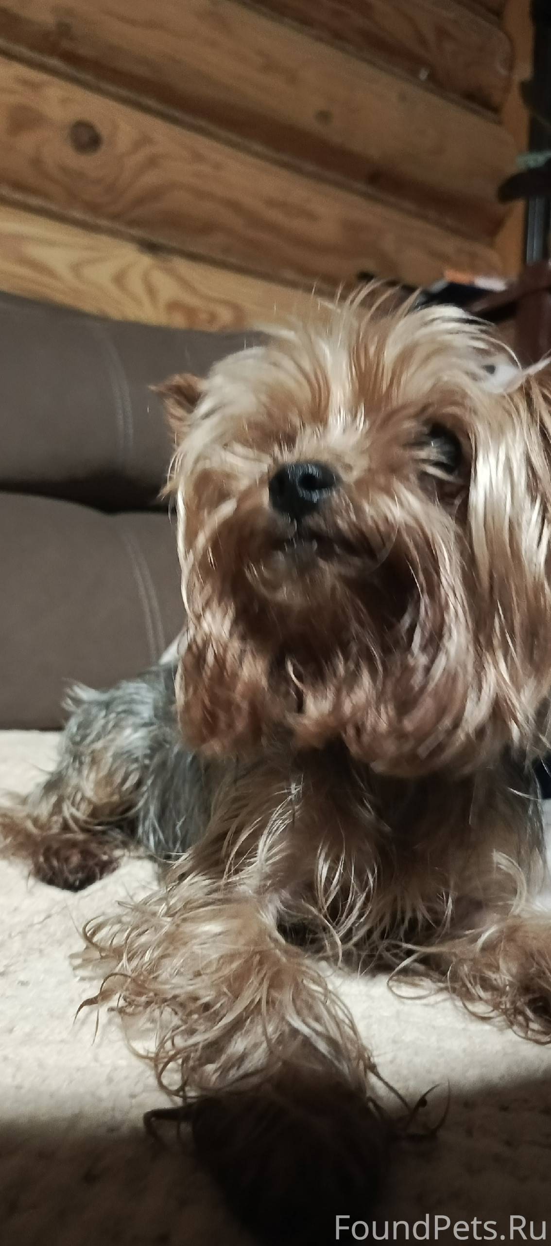 Найден маленький йорк. Хозяева...