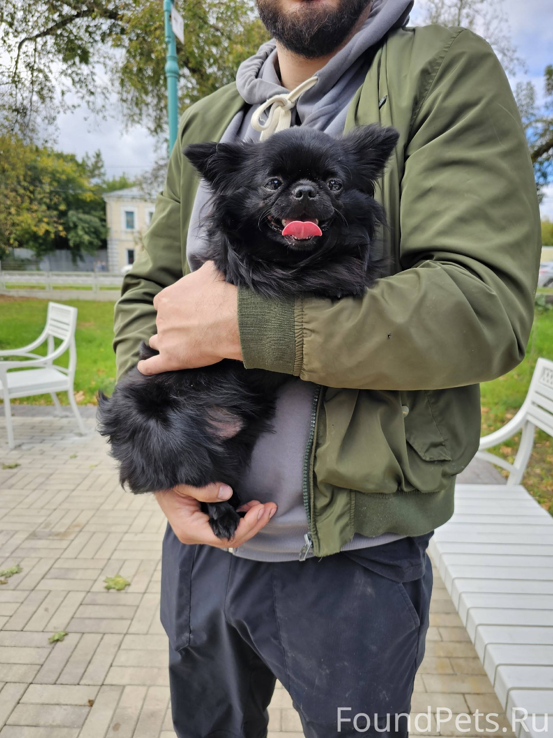 Найден пес, забежал в додо пиц...