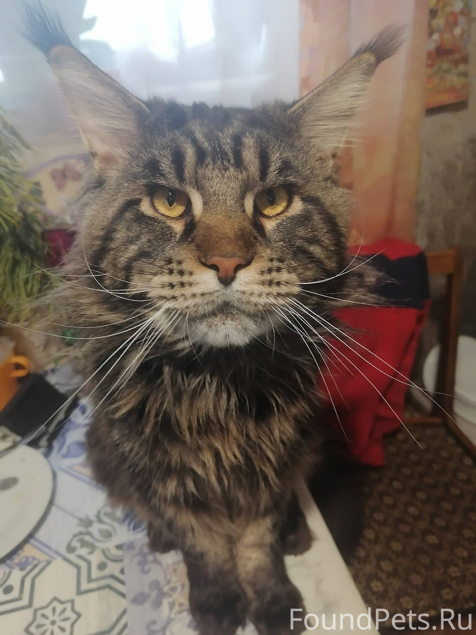 Пропал кот породы Мей-Кун В...