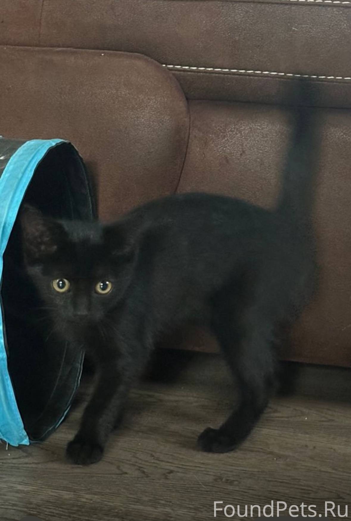 Найден котенок. Может кто то п...