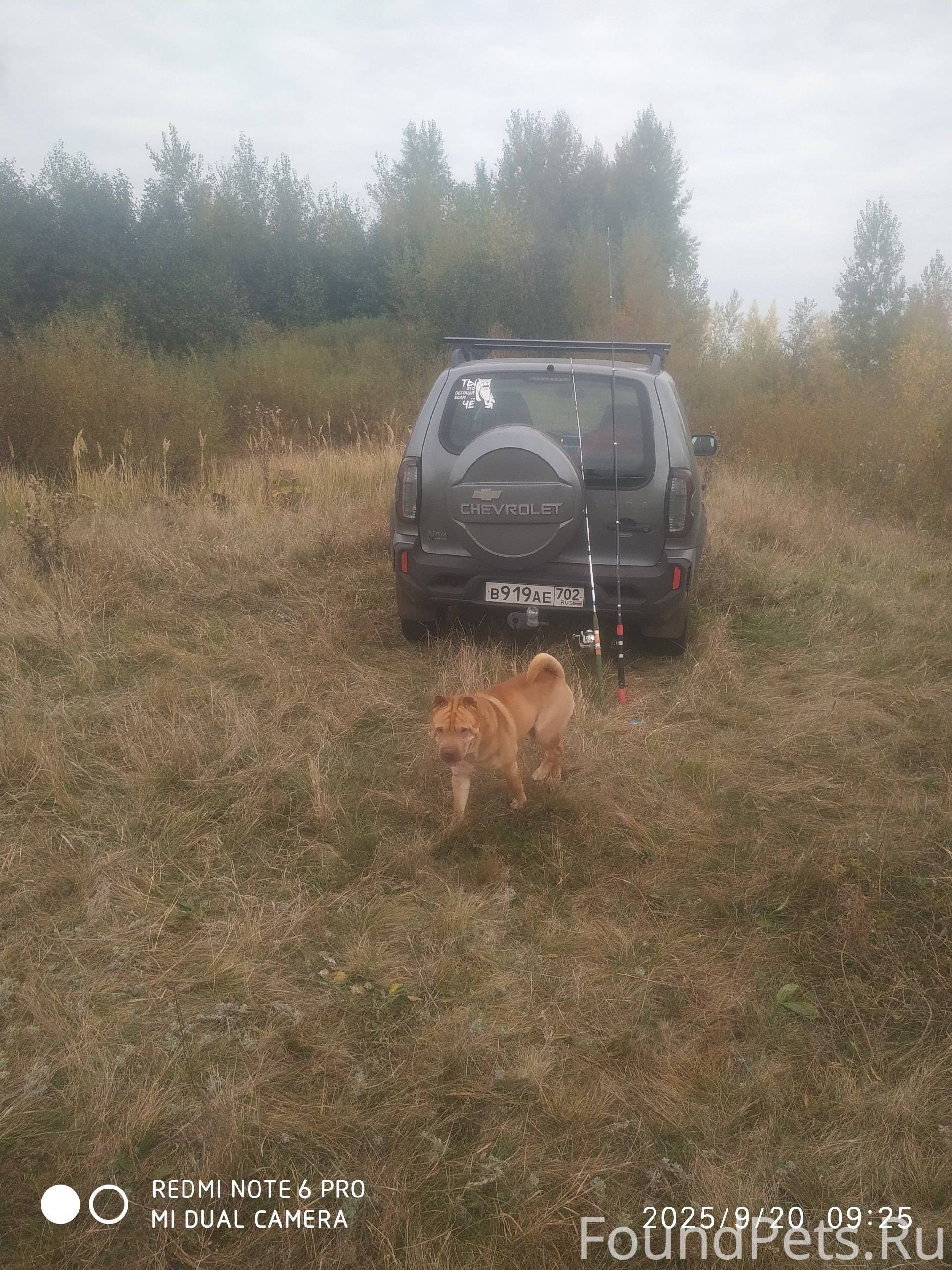 Пропала собака, Шарпей в район...