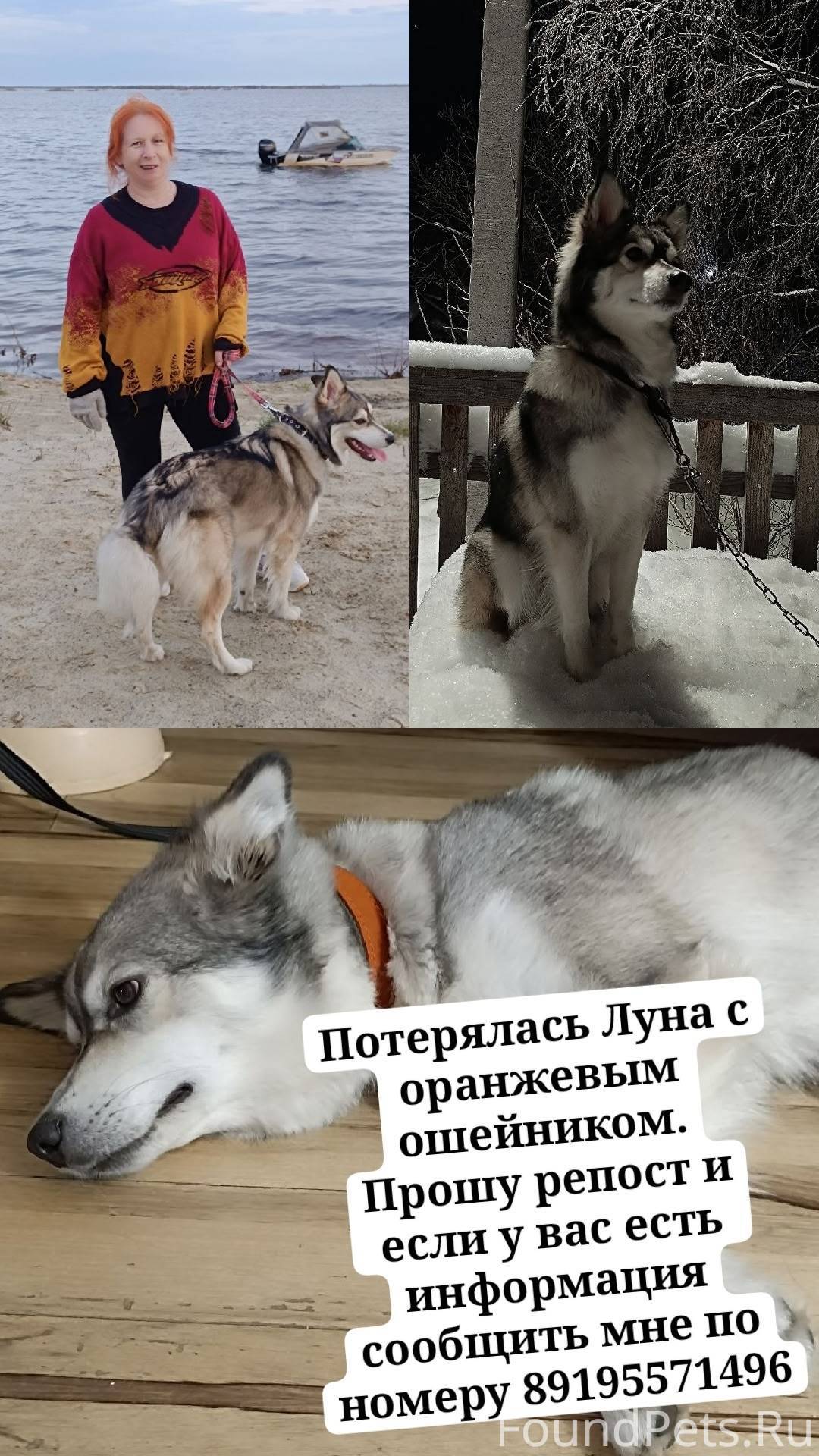 Поиск нашей собаки. Потерялась...