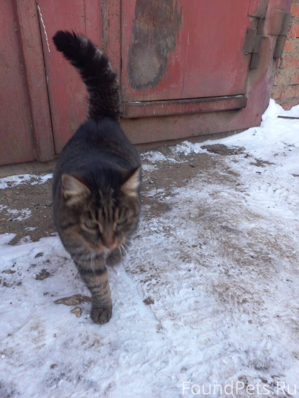 Пропала кошка в районе Тесаков...