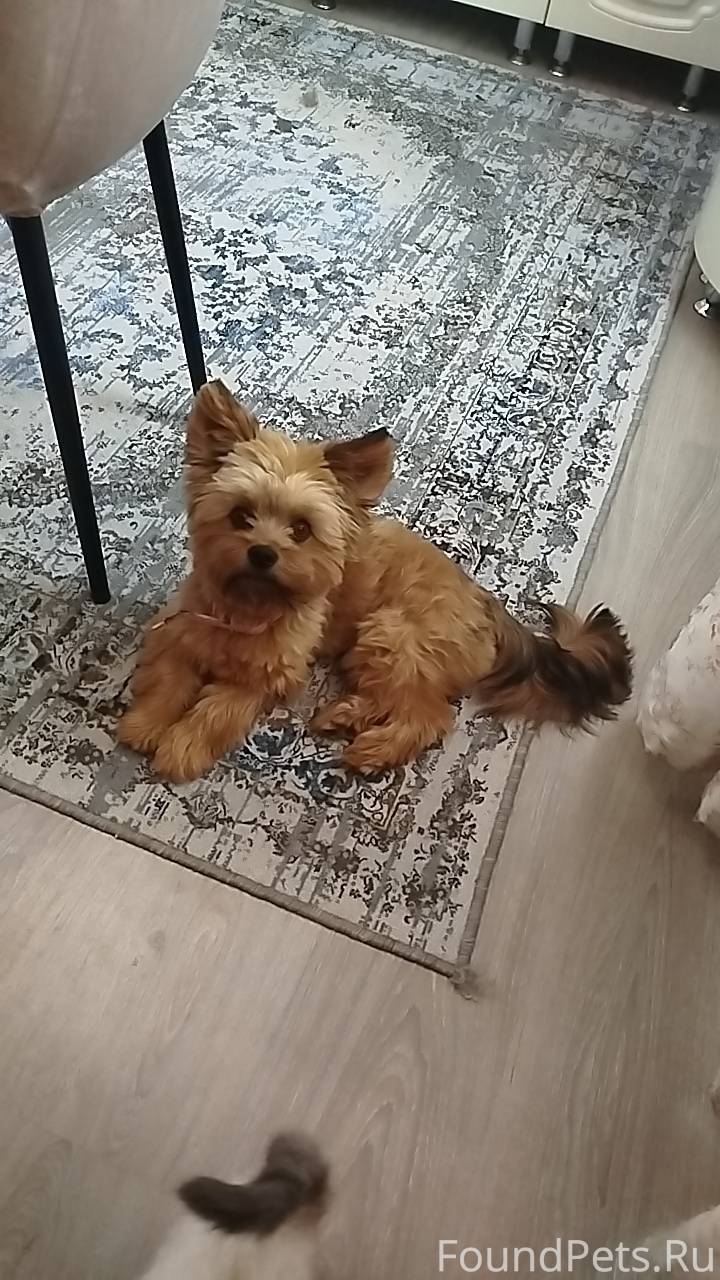 Пропала собака,просьба кто вид...