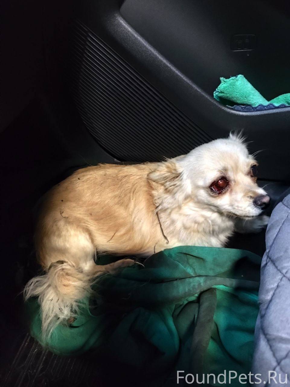 Здравствуйте. Найдена собака н...