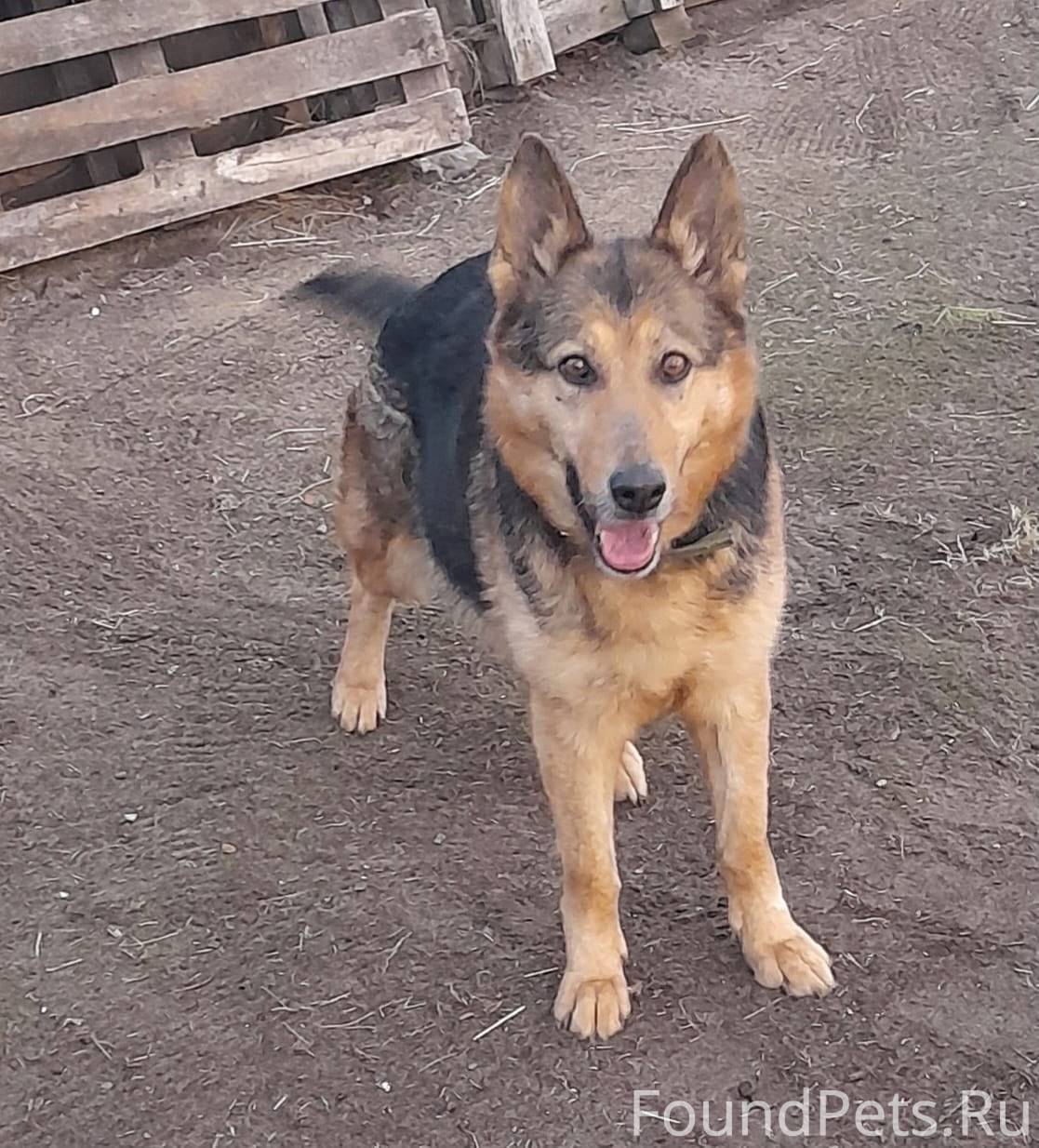 SOS!!!!!! Пропали две собаки О...