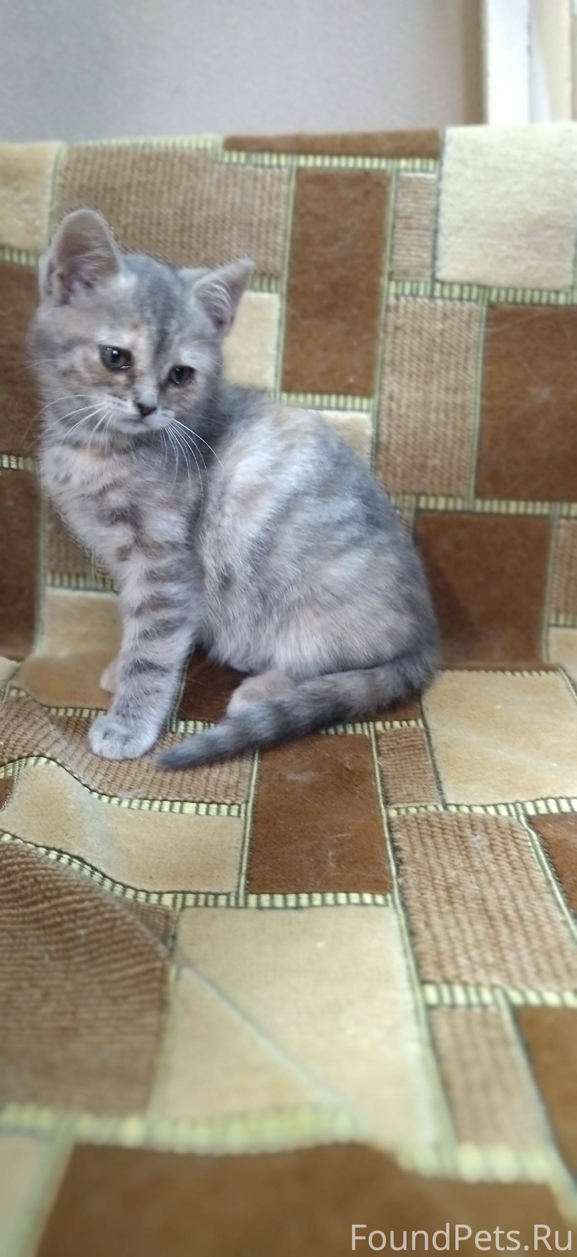 Найдены на помойке три котёнка...