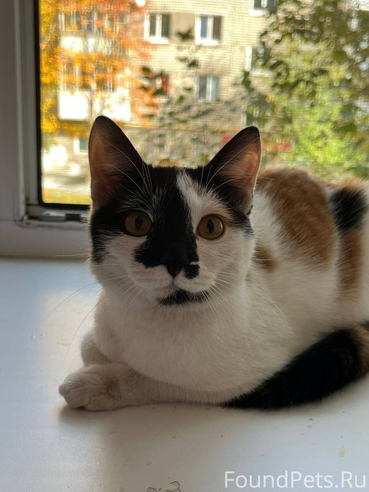 Ищем старых или новых хозяев! ...