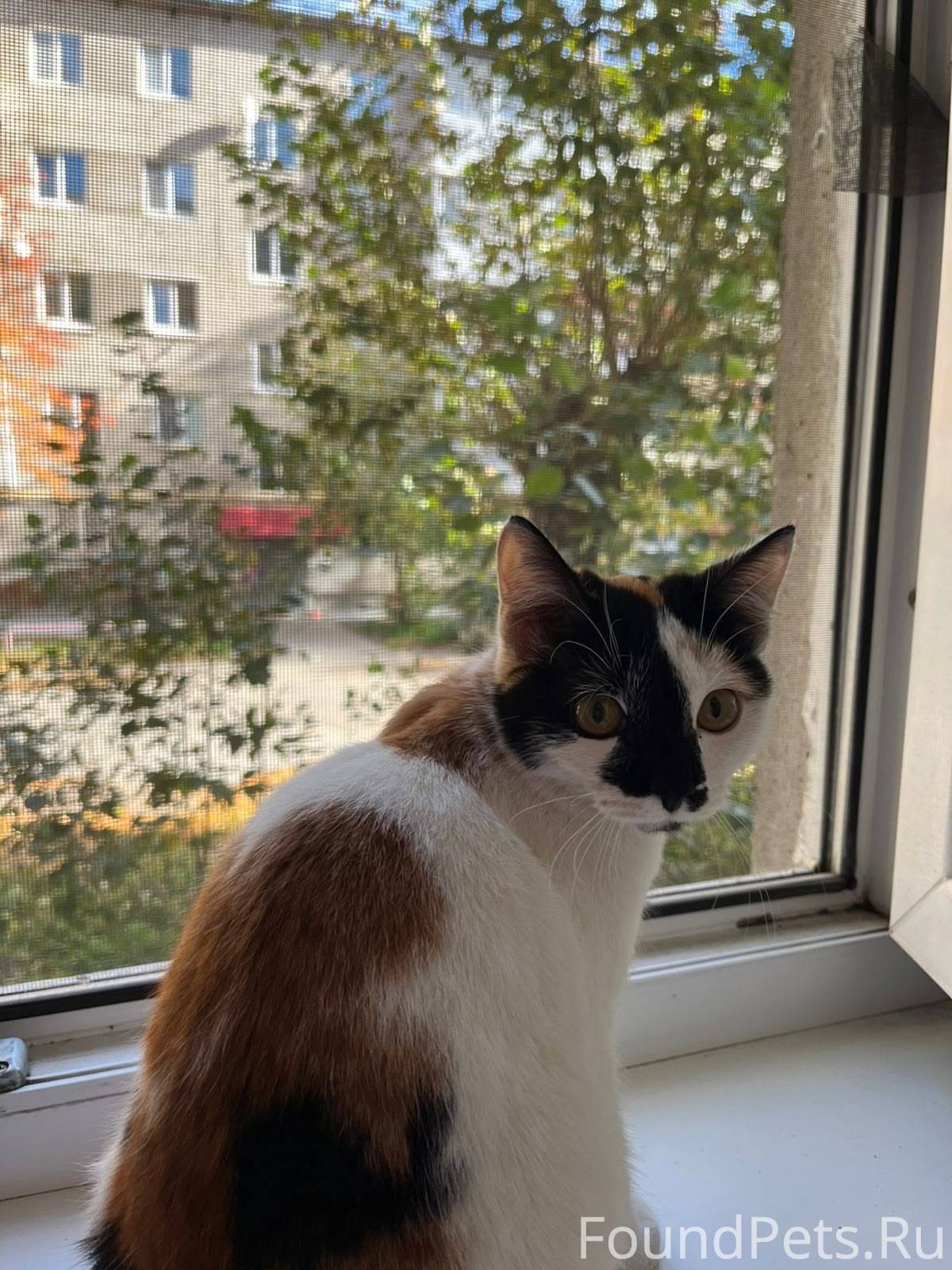 Ищем старых или новых хозяев! ...