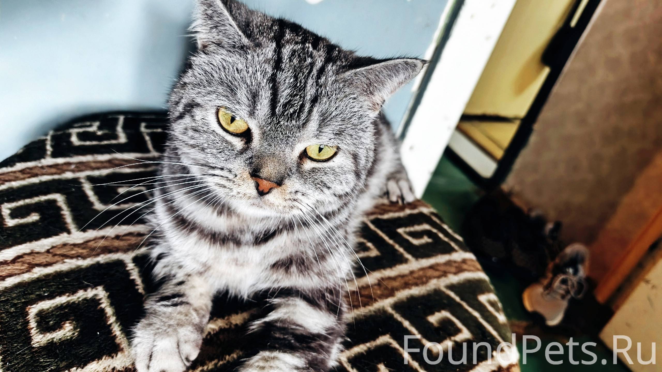 #Бюро_Находок_ВестникN Пропал ...