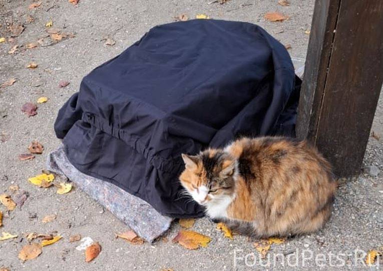 Очередная жестокость!!! На зап...