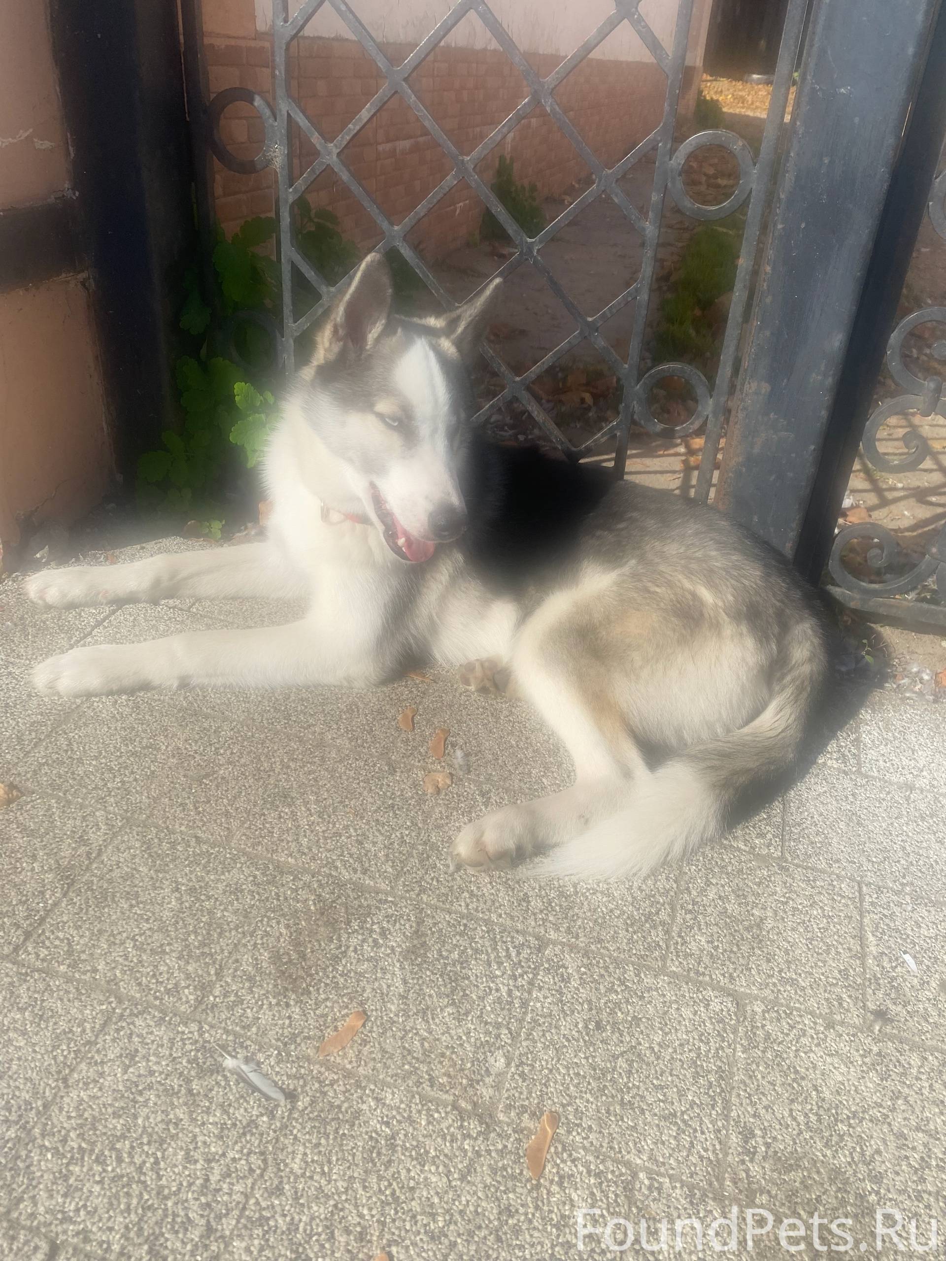 Егорьевск Кто потерял ? У храм...