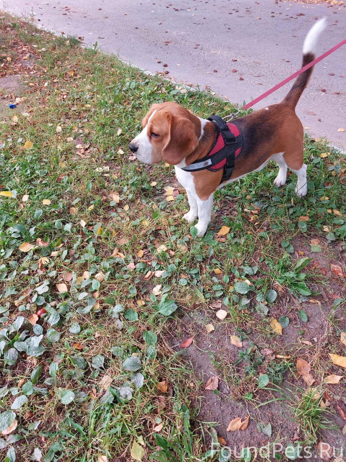 Найдена собака! Кобель, без шл...