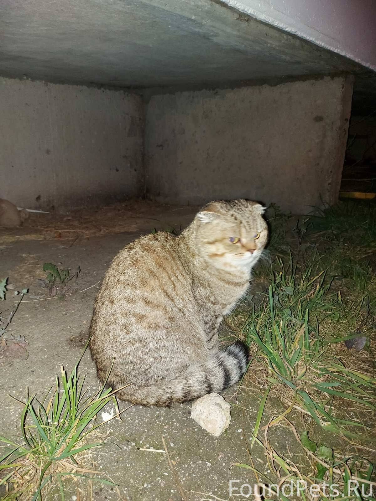 Найден шотландский вислоухий к...