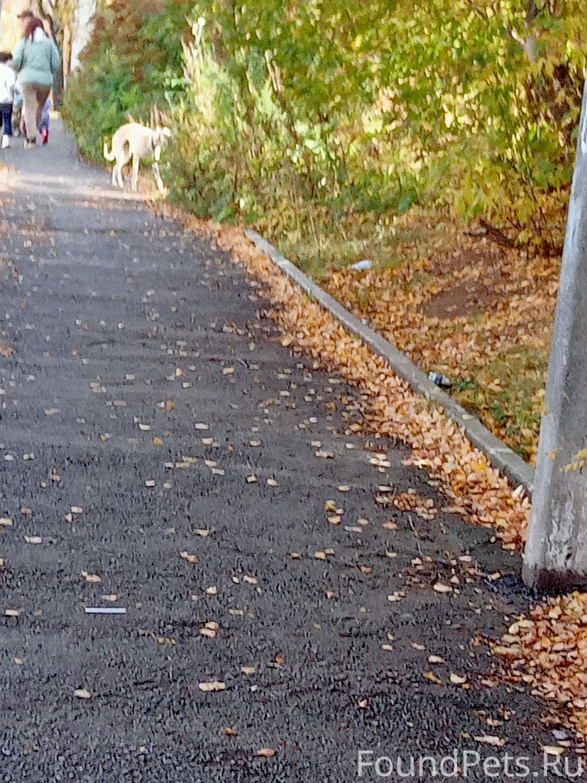 Потерялась собака, гуляет по ц...