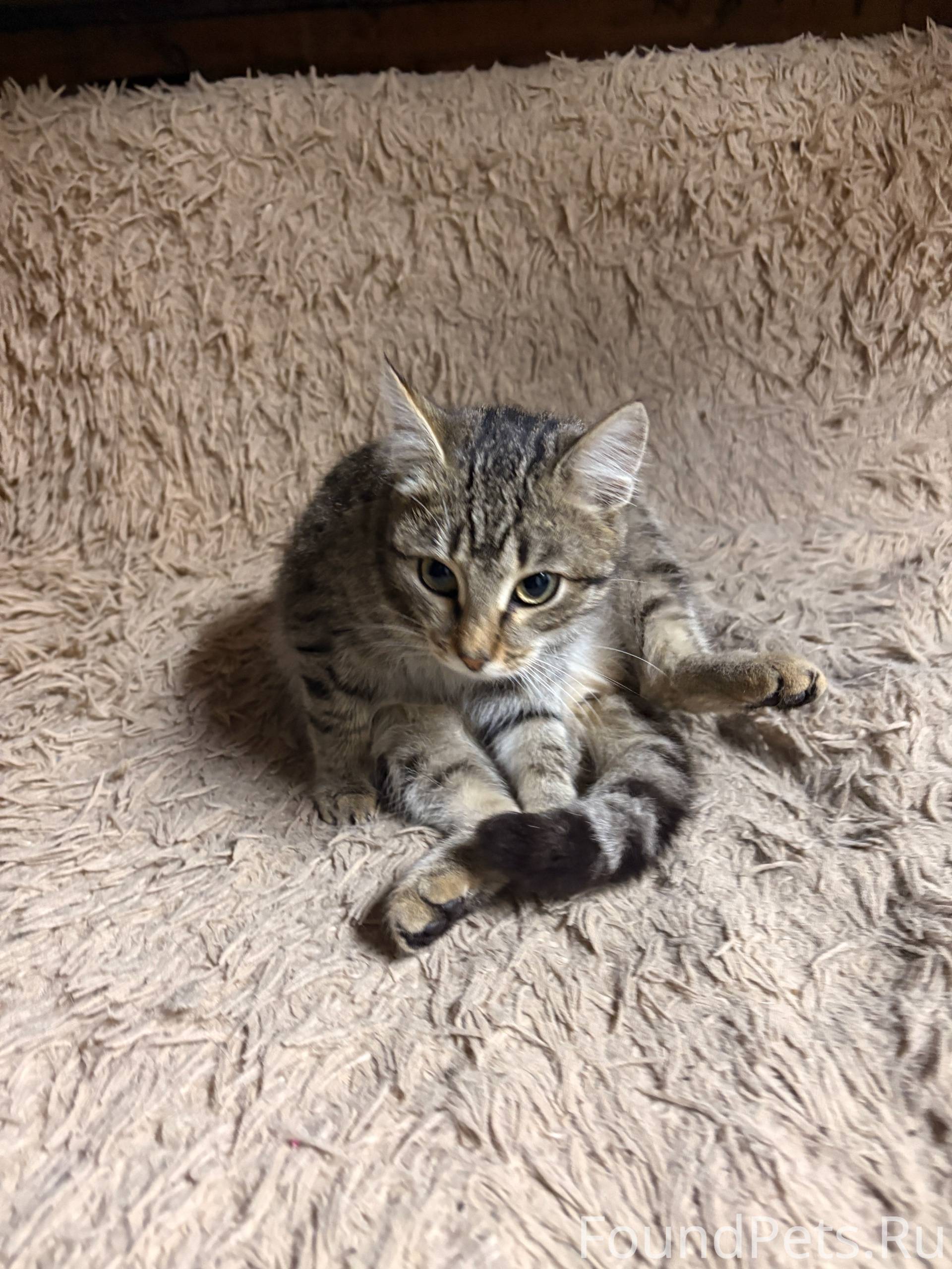 Здравствуйте, найден кот/кошка...