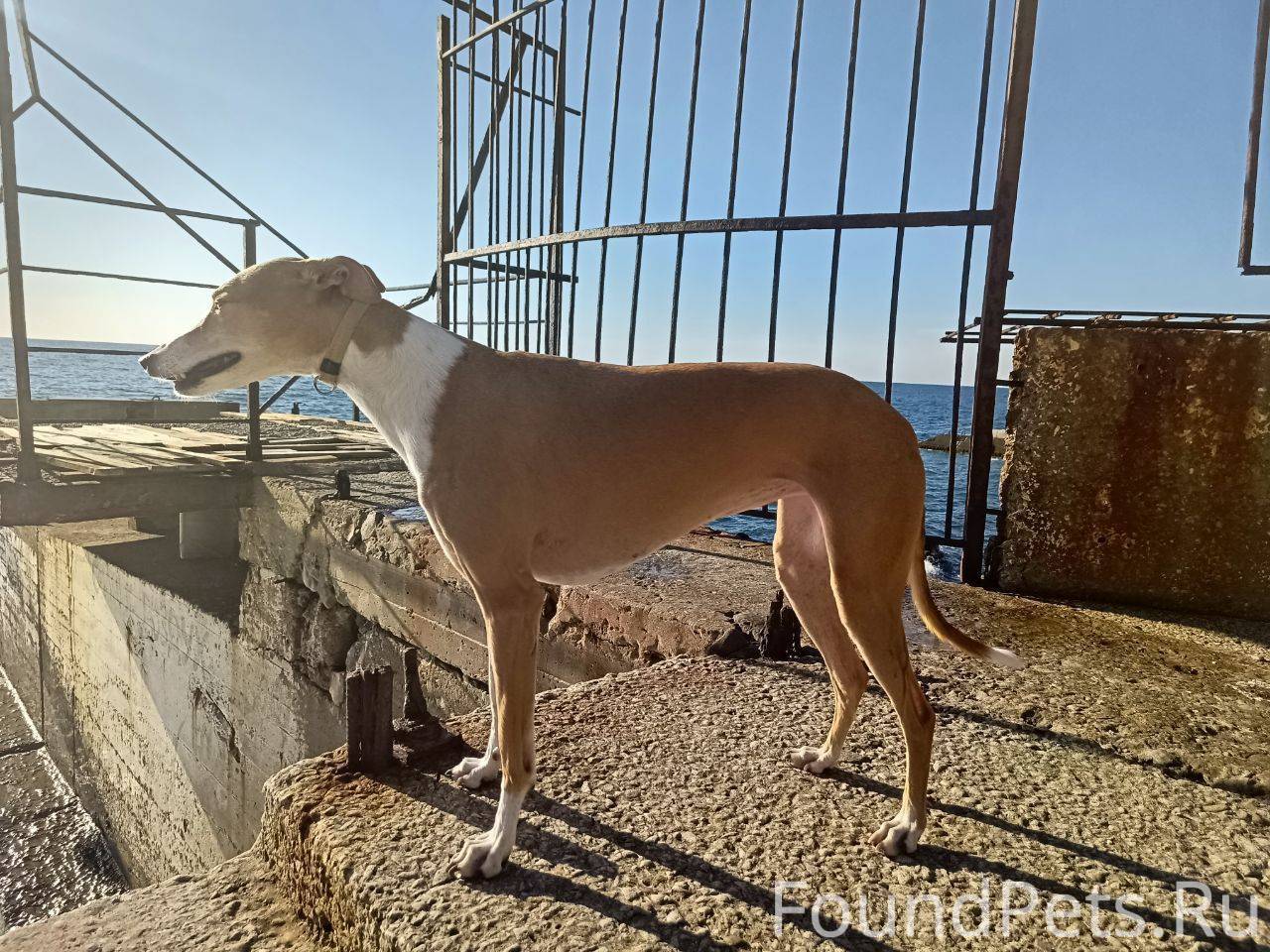 Сегодня утром на пляже "Орлено...