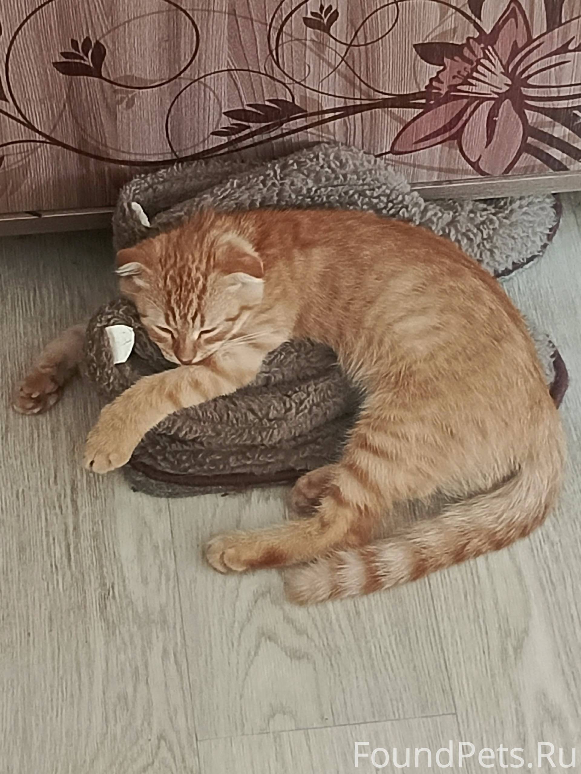 Пропал котёнок за стадионом Ол...