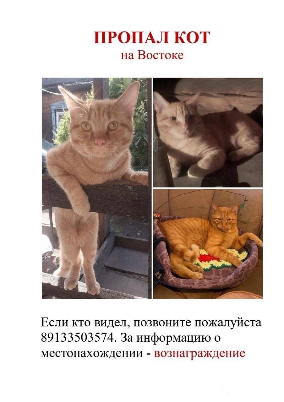 🆘Пропал кот на Востоке. Если к...