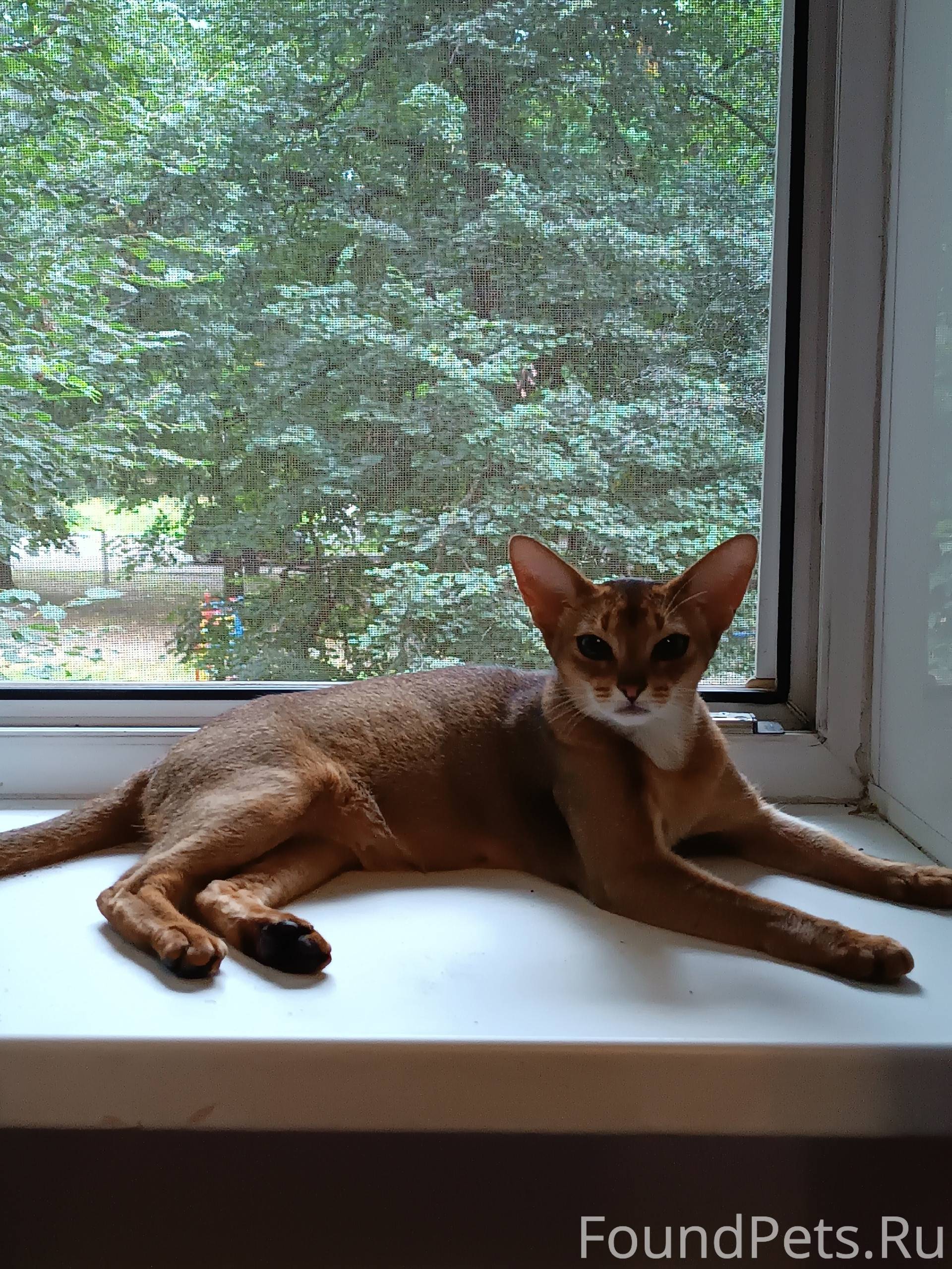 Пропала Аббисинская кошка, по ...