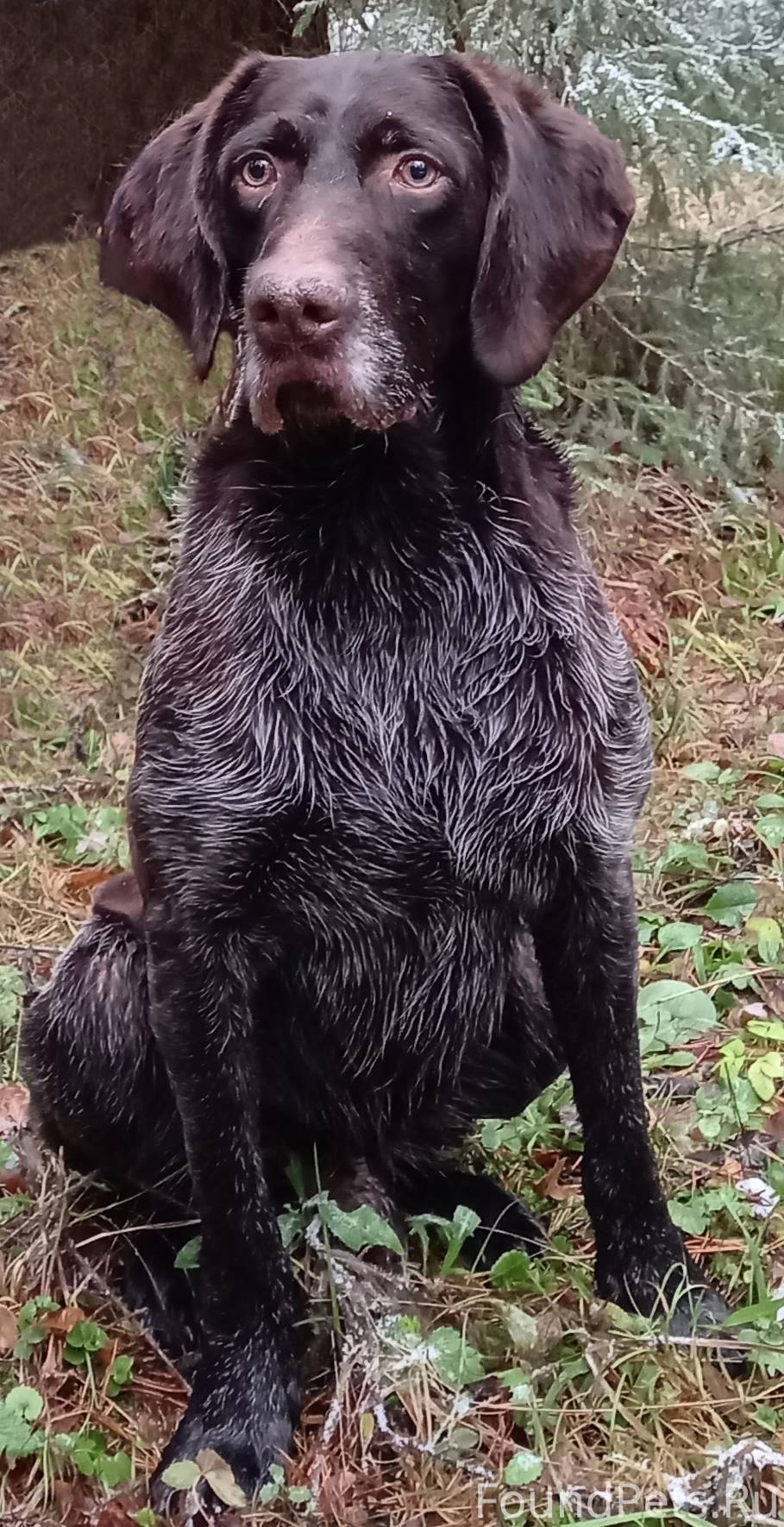 Пропала собака немецкий Дратха...