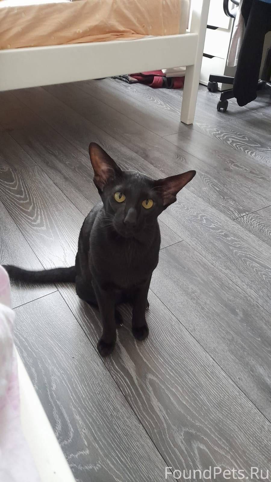 Потерялся кот.Последний раз ви...