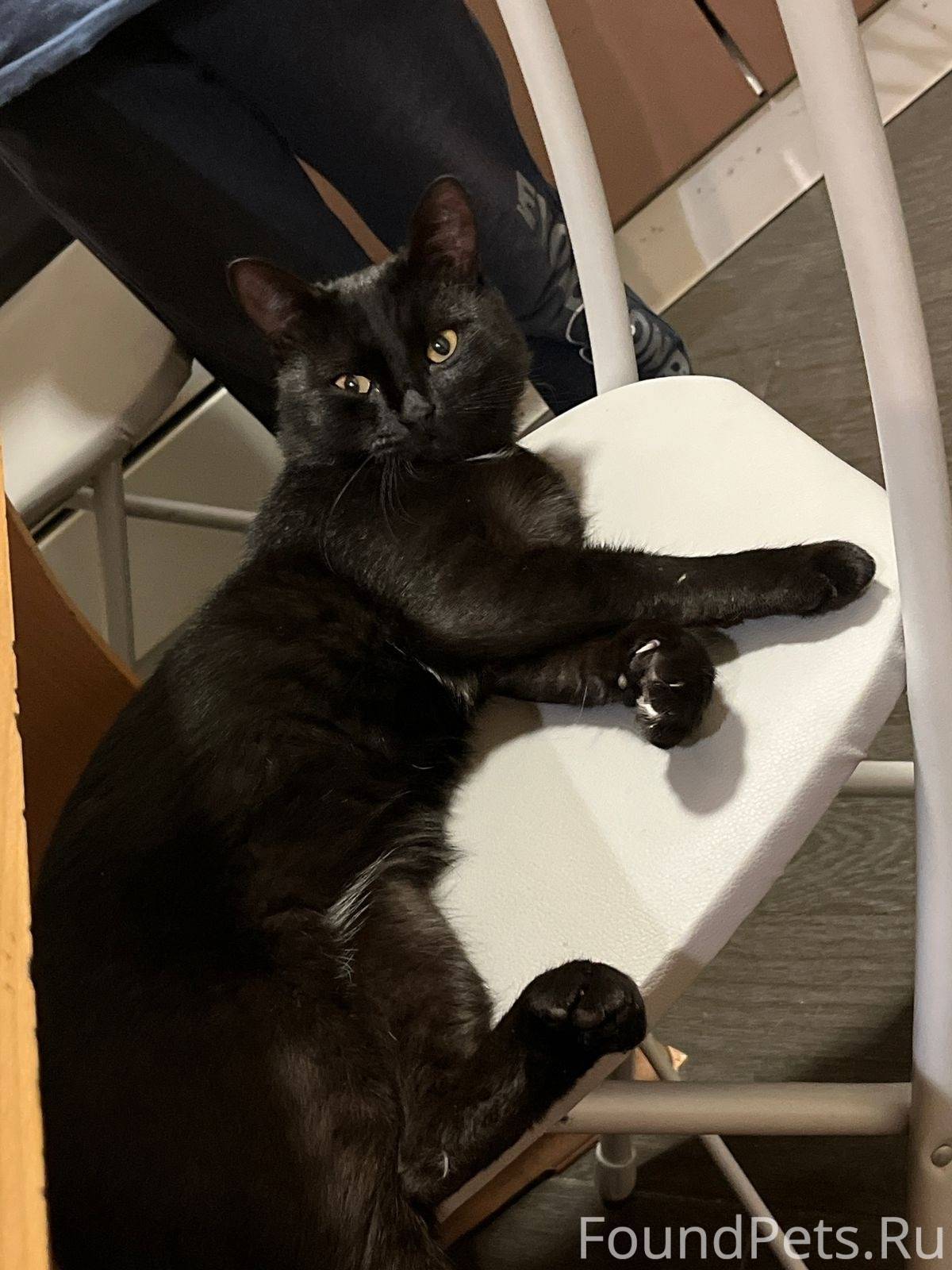 Найден котик, в районе ТЦ Октя...