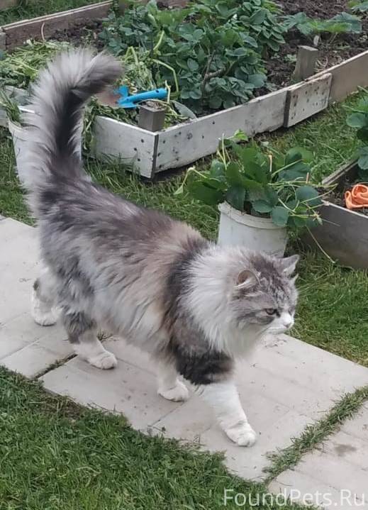 В СНТ в 1,5 км...