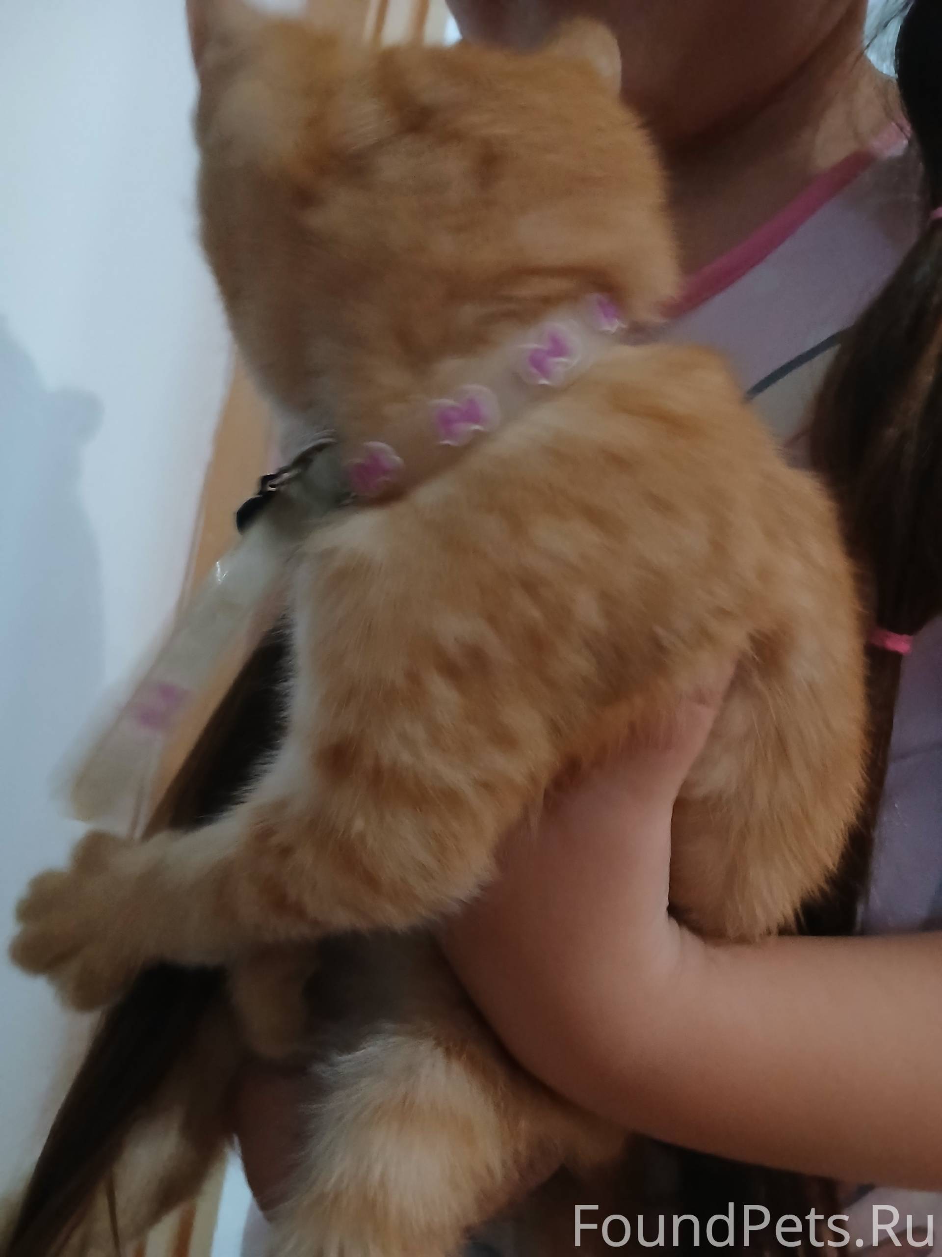 #найденКотопес04 Добрый день. ...