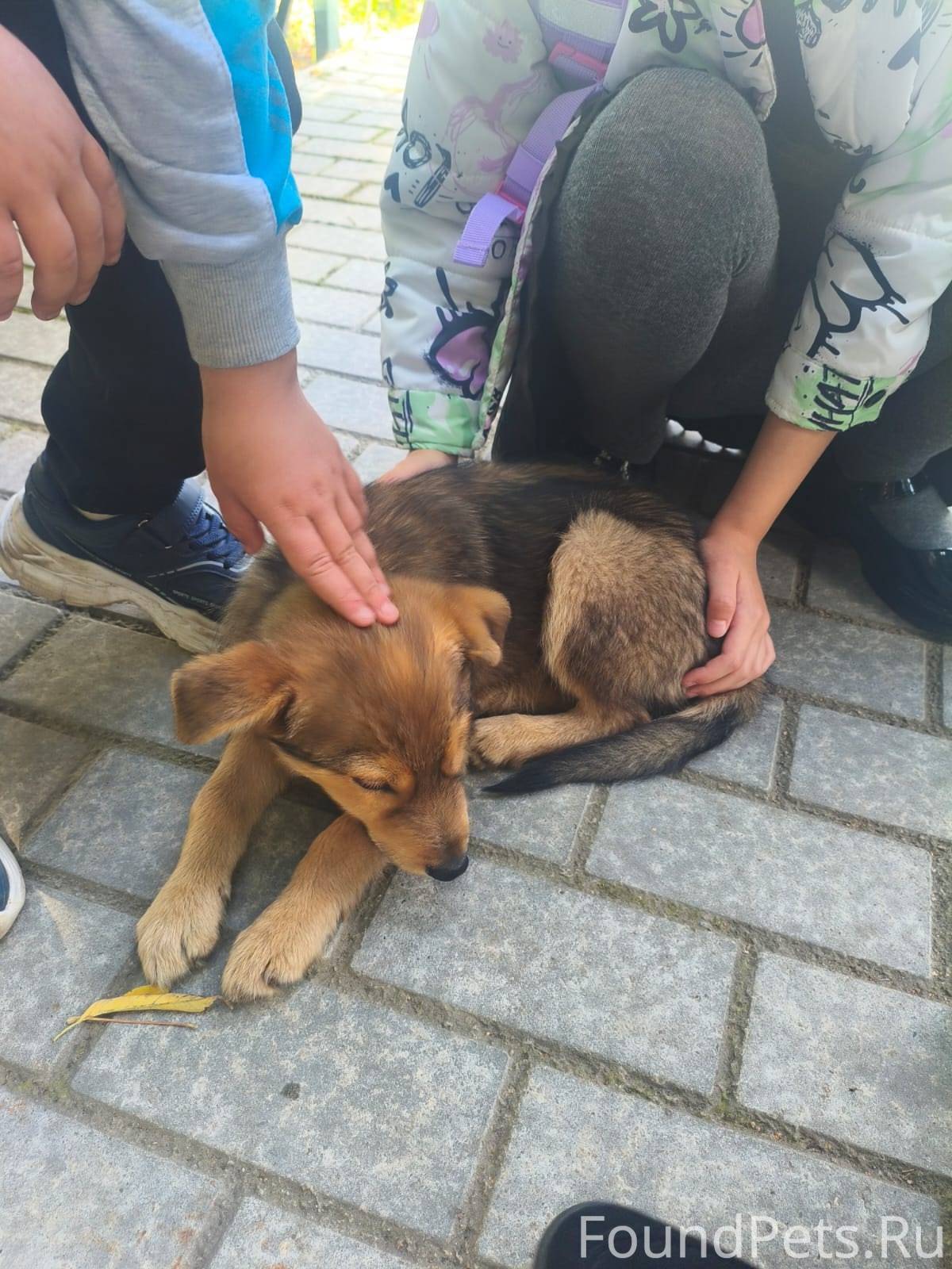 Ранее писали,об этом щенке, по...