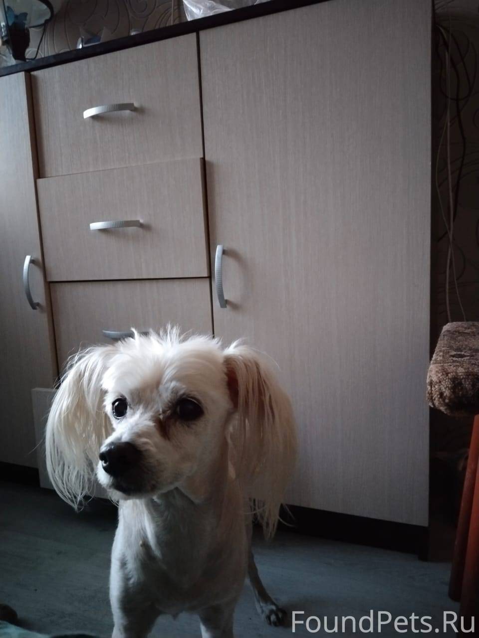 Пропала собака в центре города...