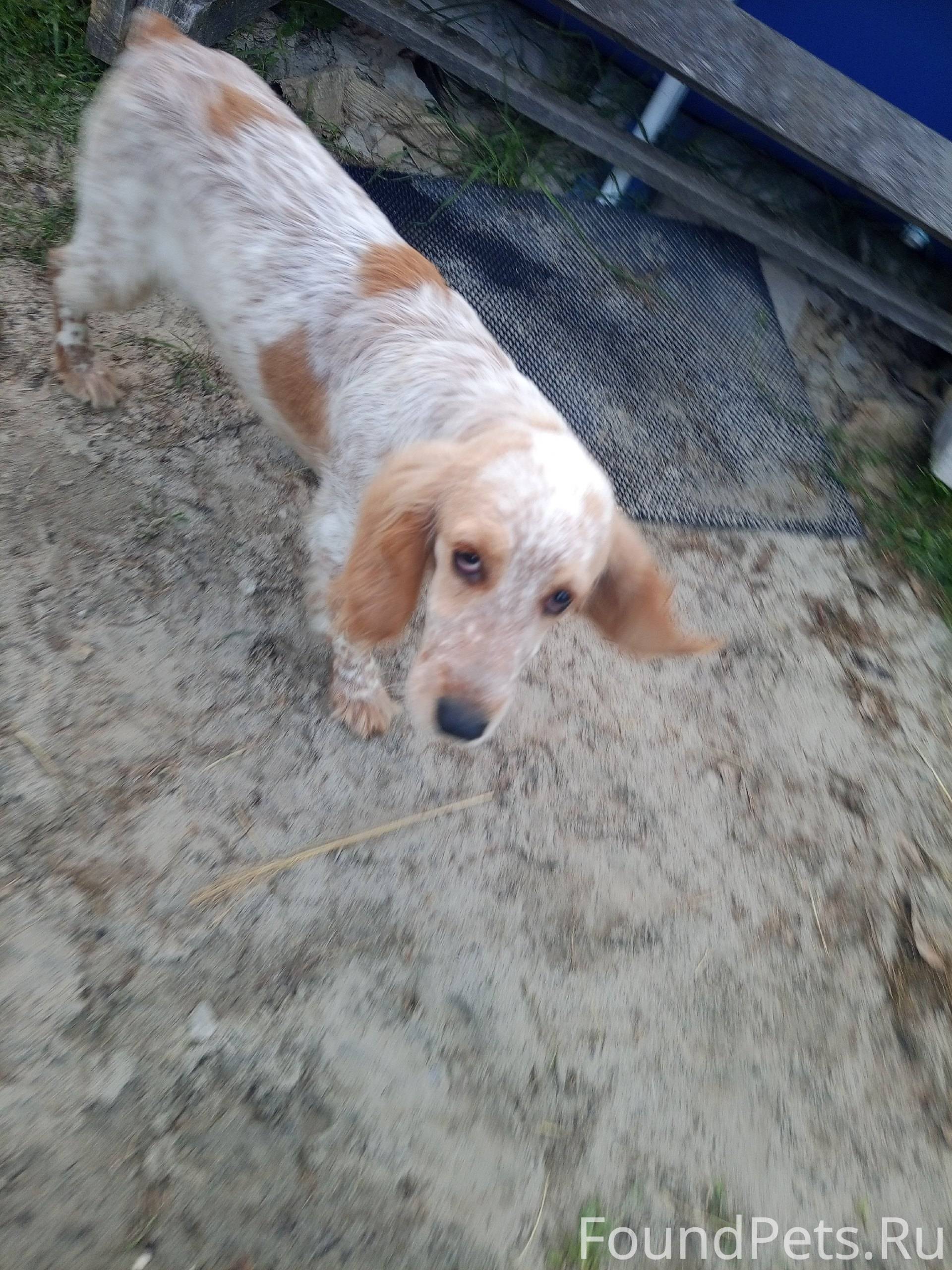 Опубликуйте пожалуйста Найдена...