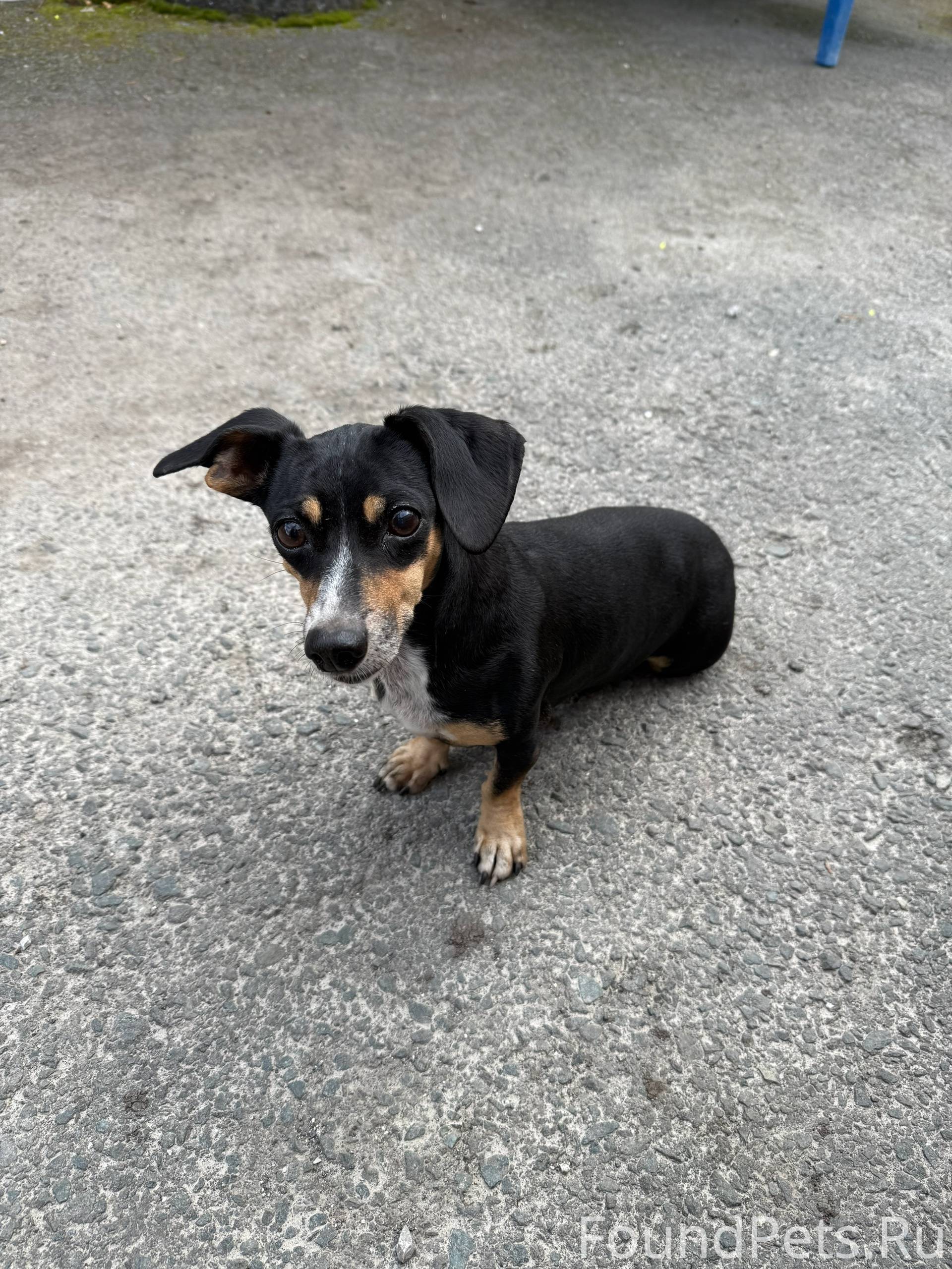 Найдена собака! В коллективном...