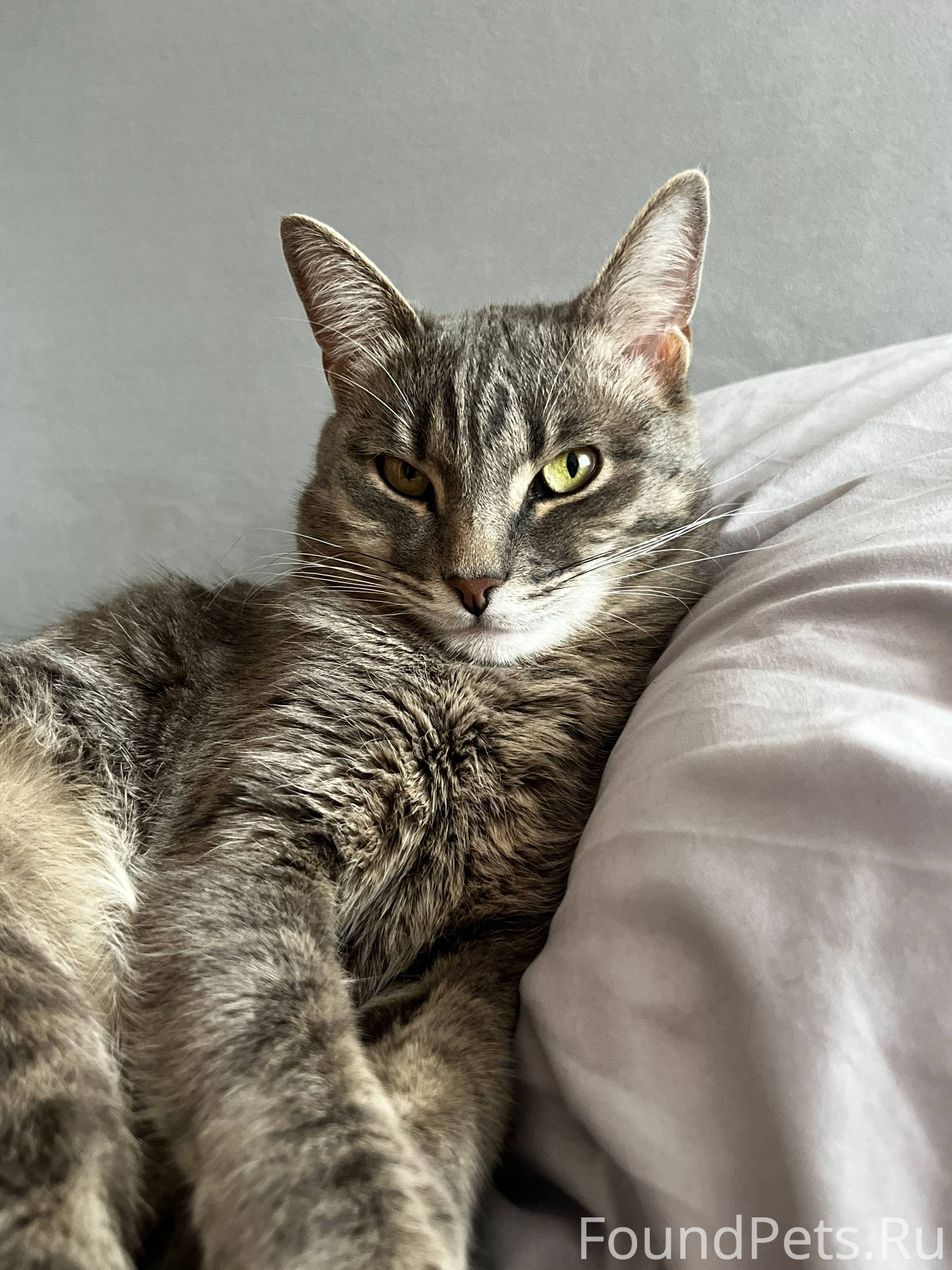 08.09 Пропал кот Возраст 3...