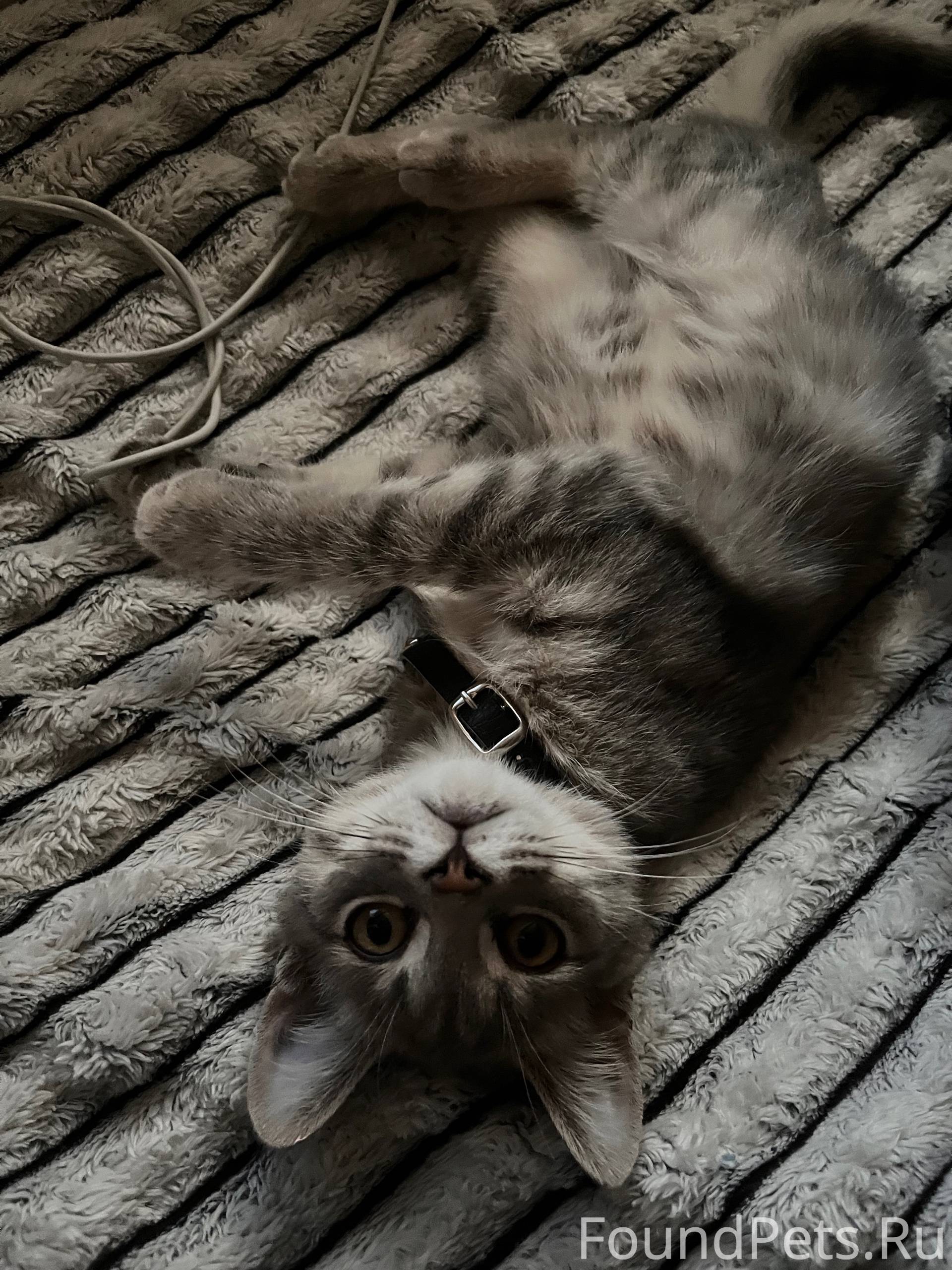 Пропал кот ,серого цвета ,ошей...